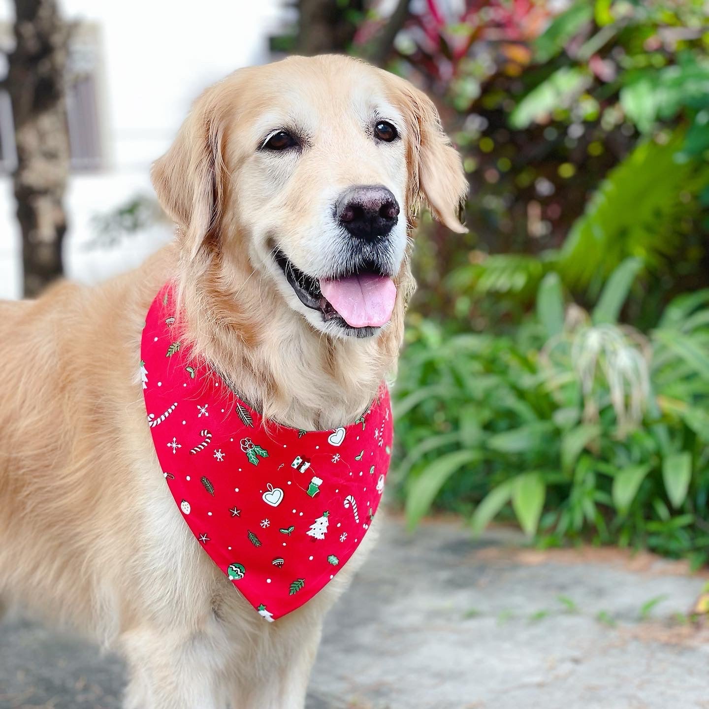 Christmas Coffee Bandana - Red & Green