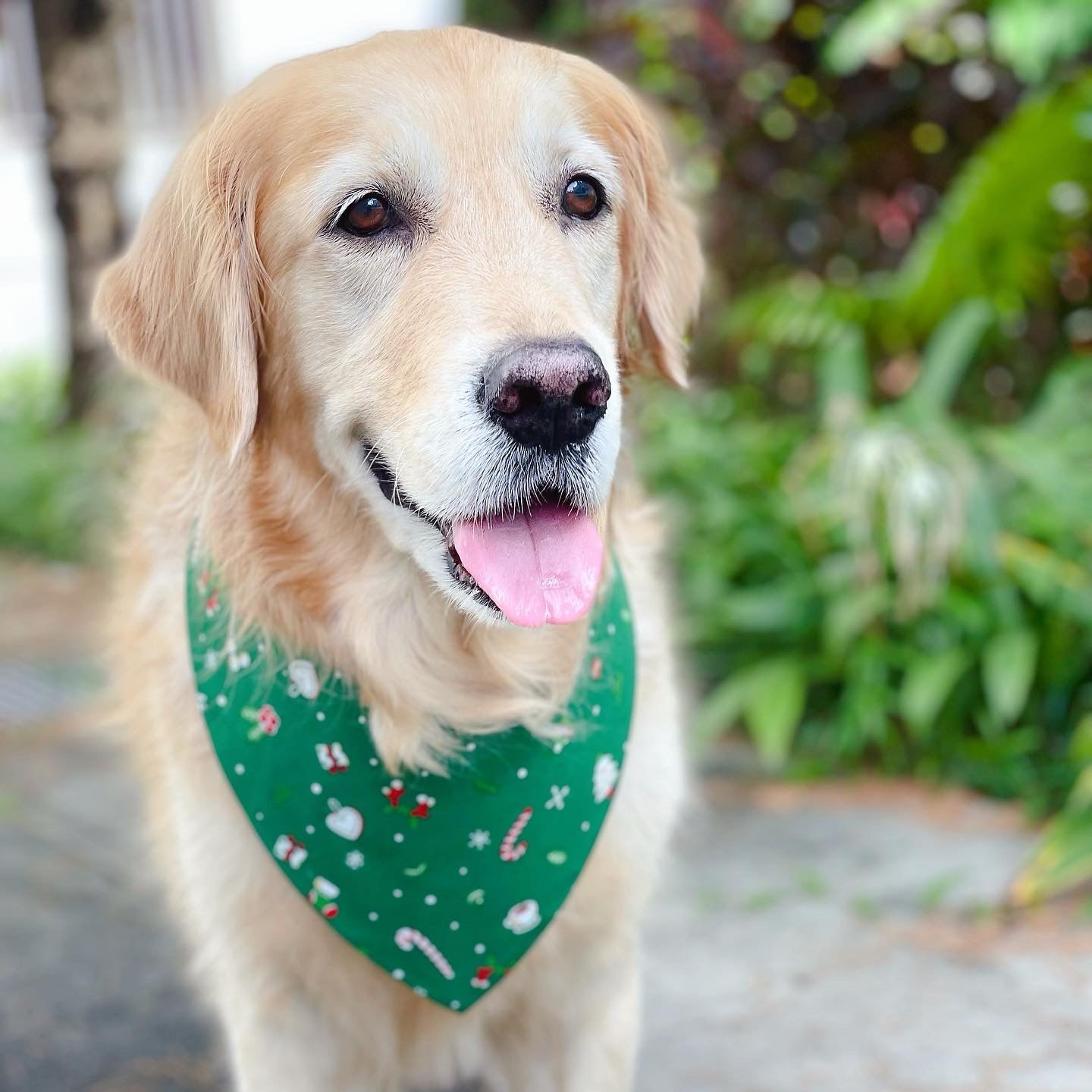 Christmas Coffee Bandana - Red & Green