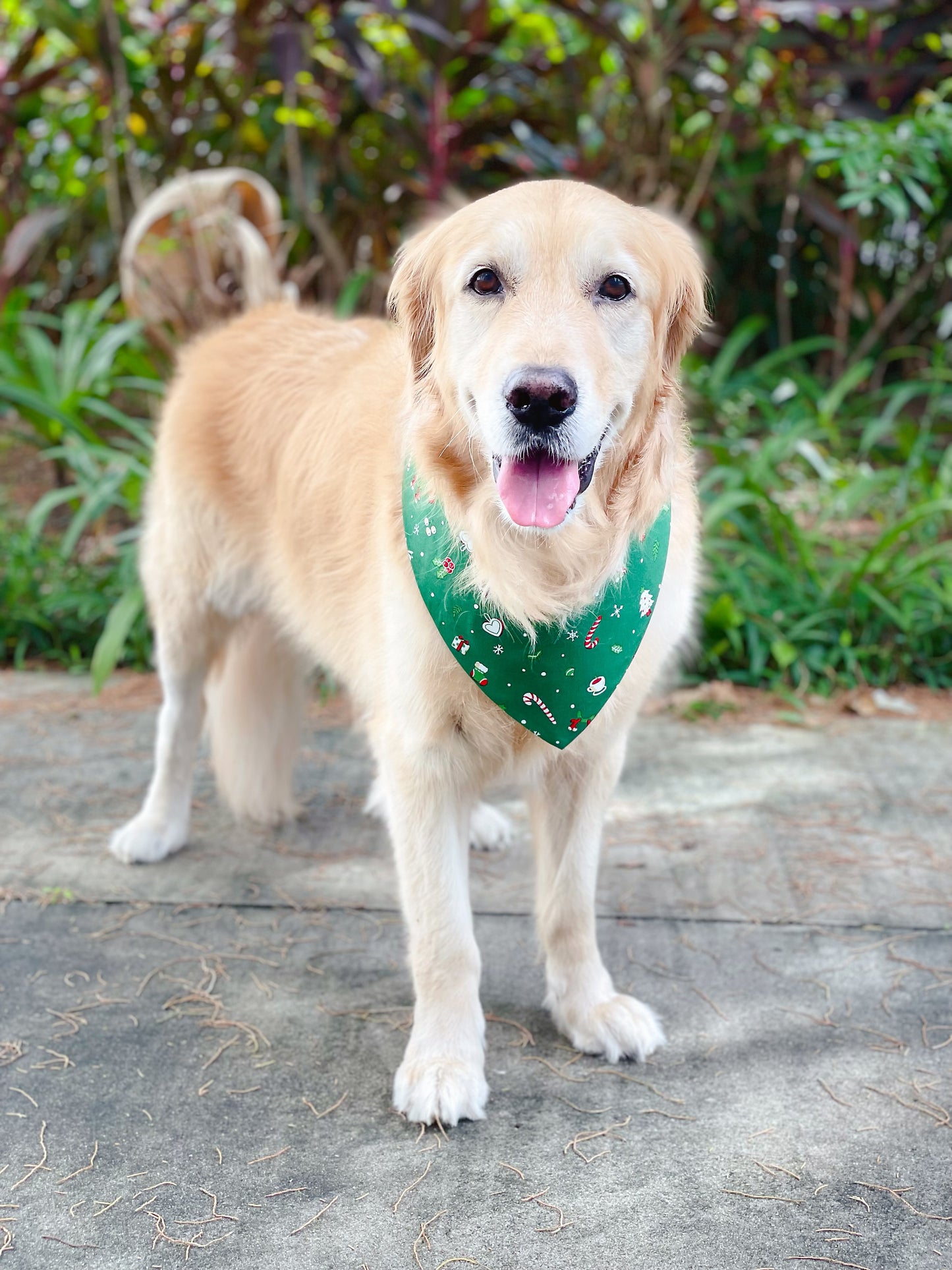Christmas Coffee Bandana - Red & Green