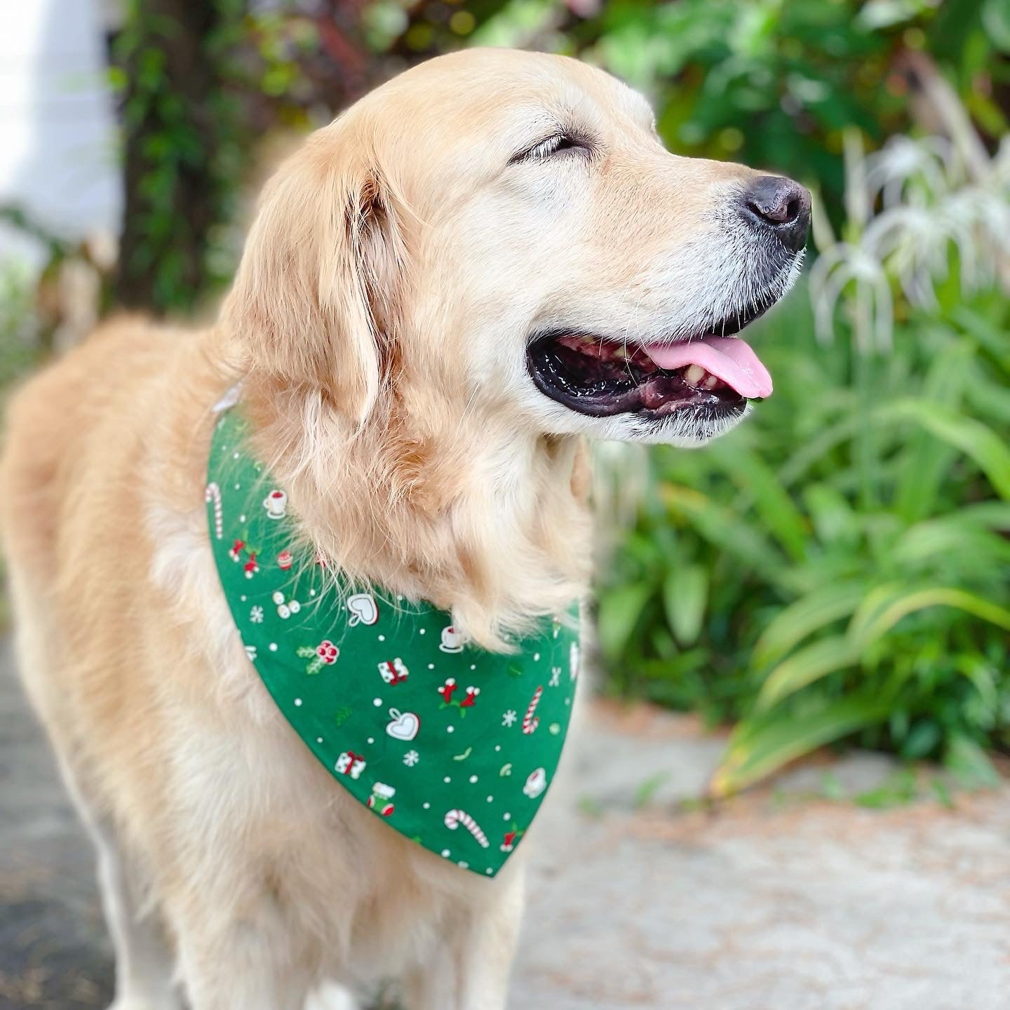 Christmas Coffee Bandana - Red & Green