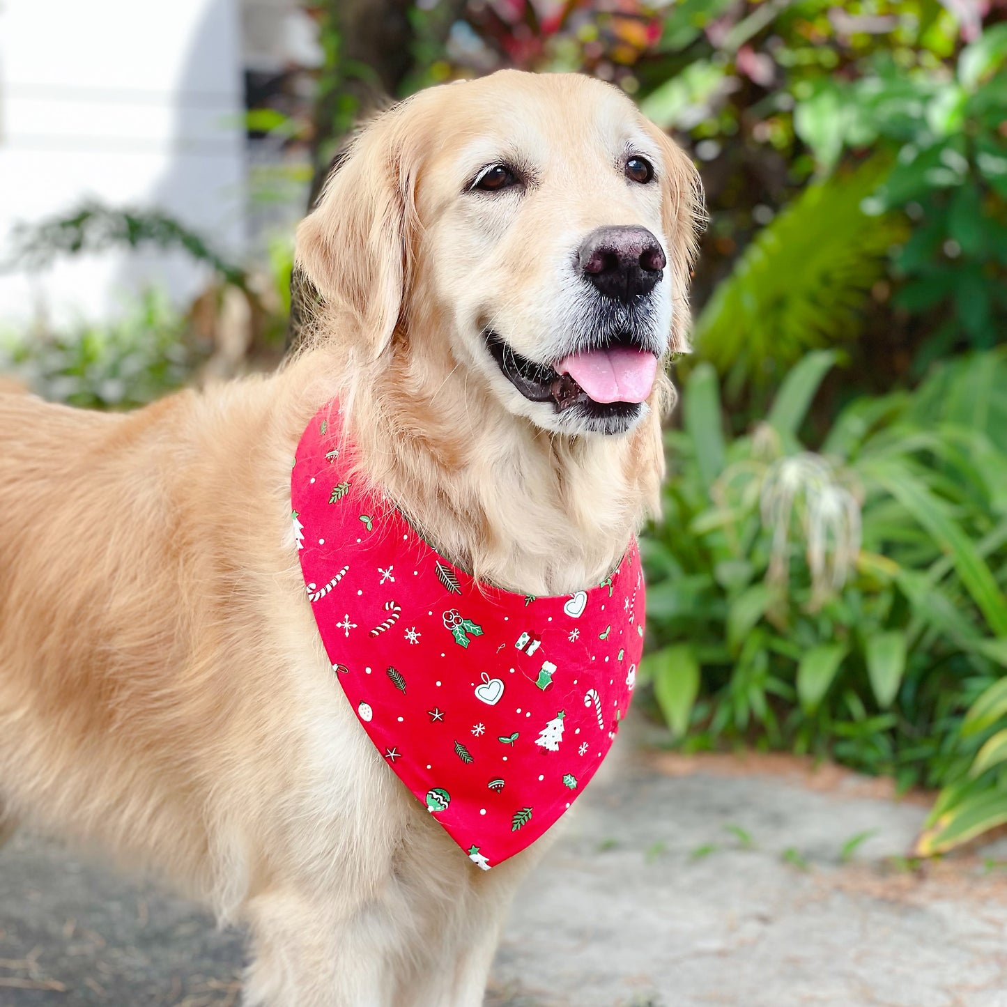 Christmas Coffee Bandana - Red & Green
