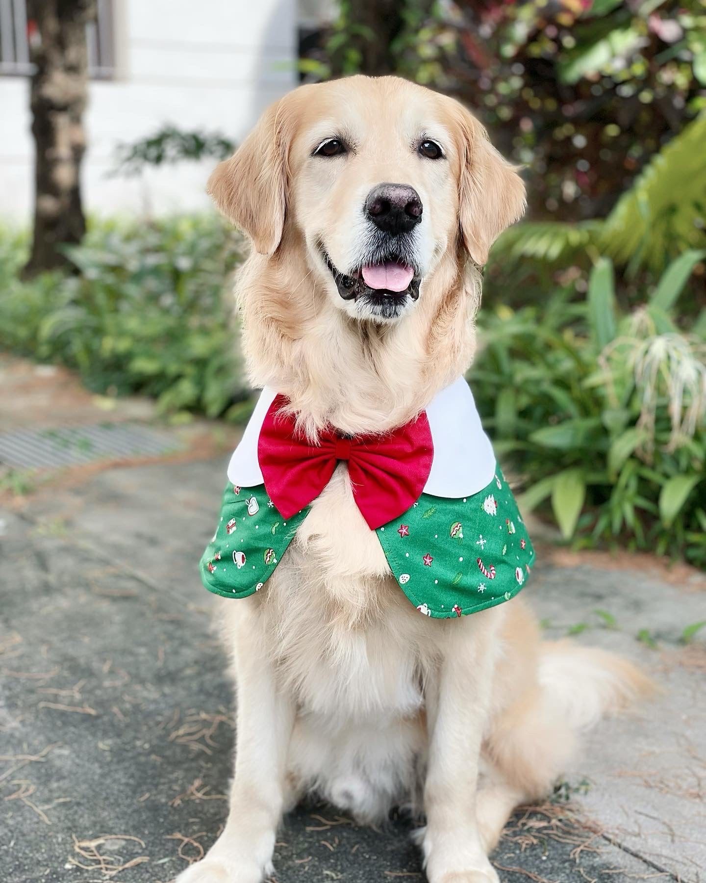 Christmas Coffee Cape - Green