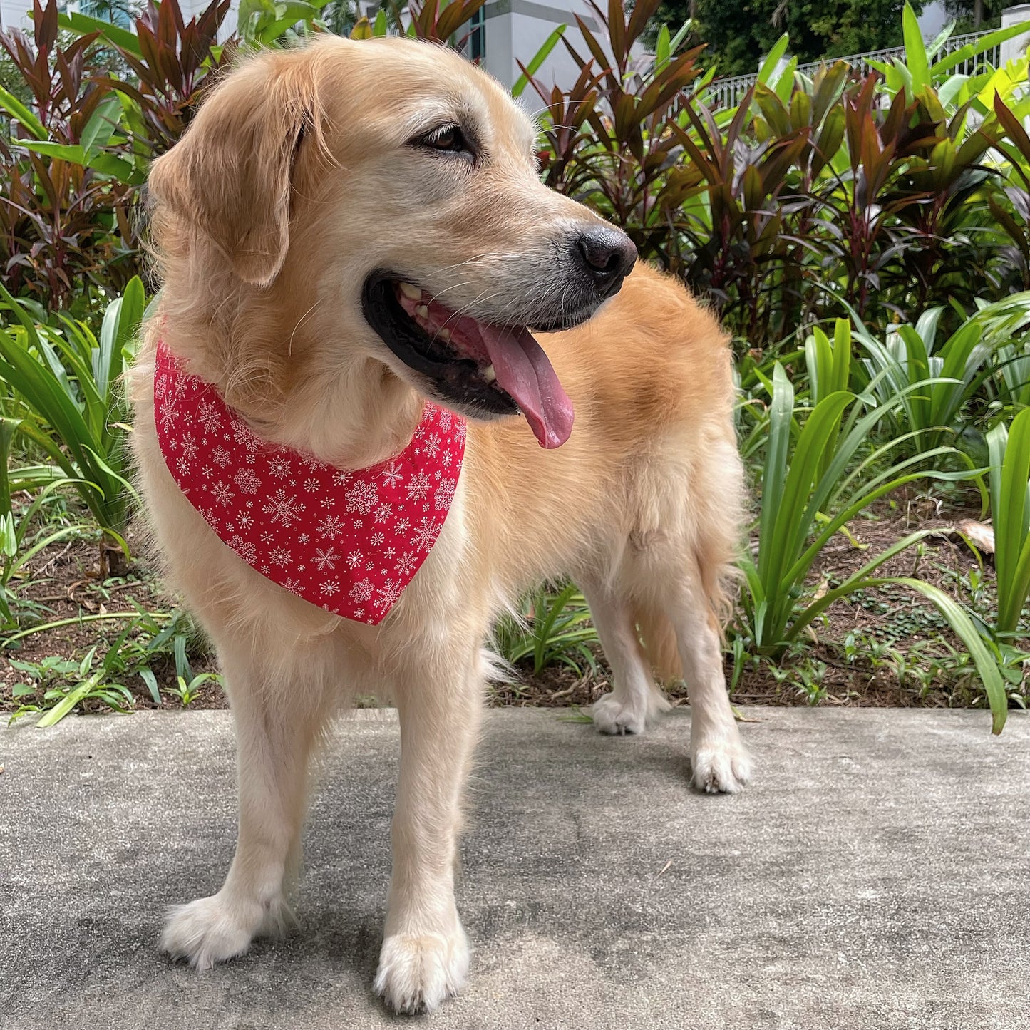 Snowflake Bandana - Red & Green