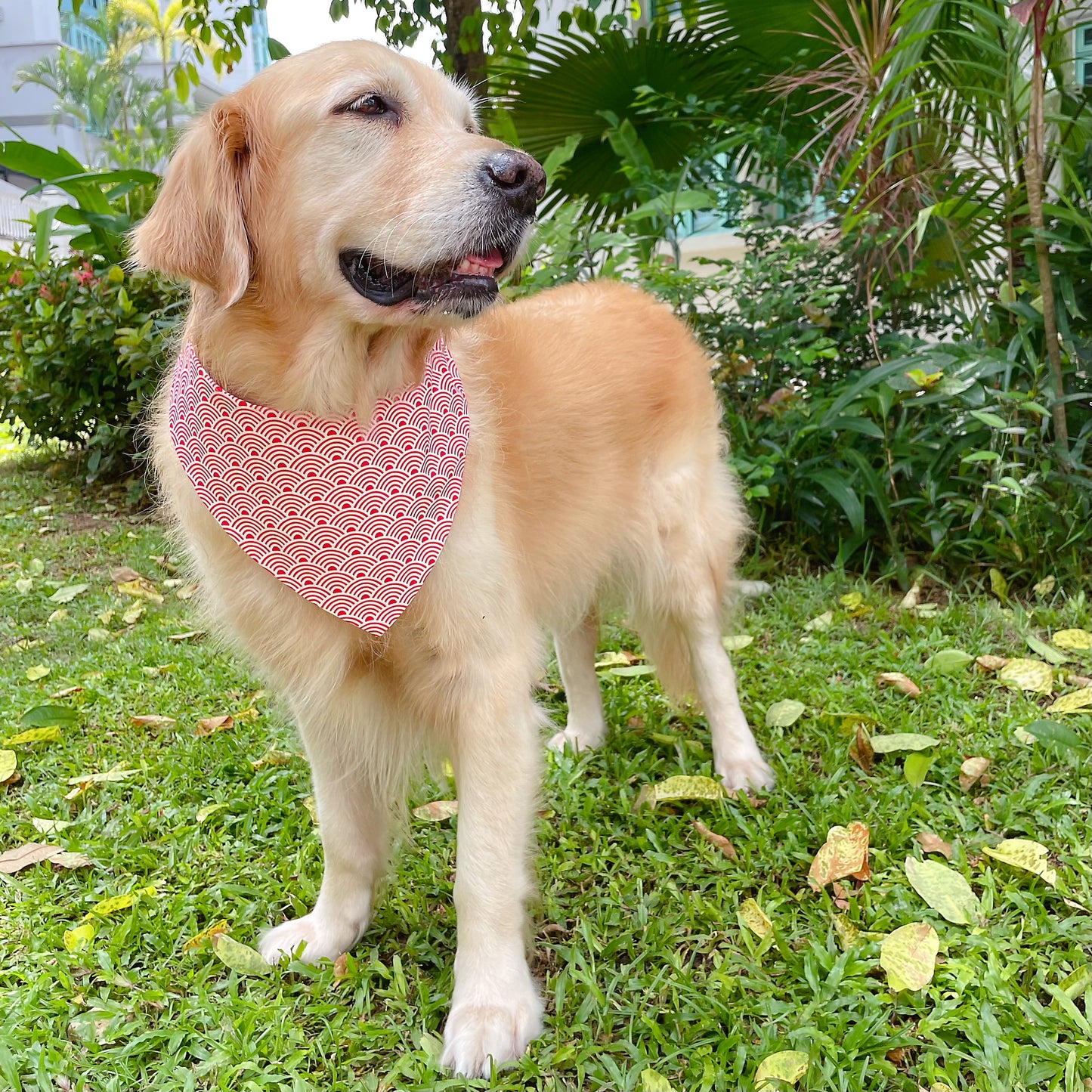 Koi Fish Bandana