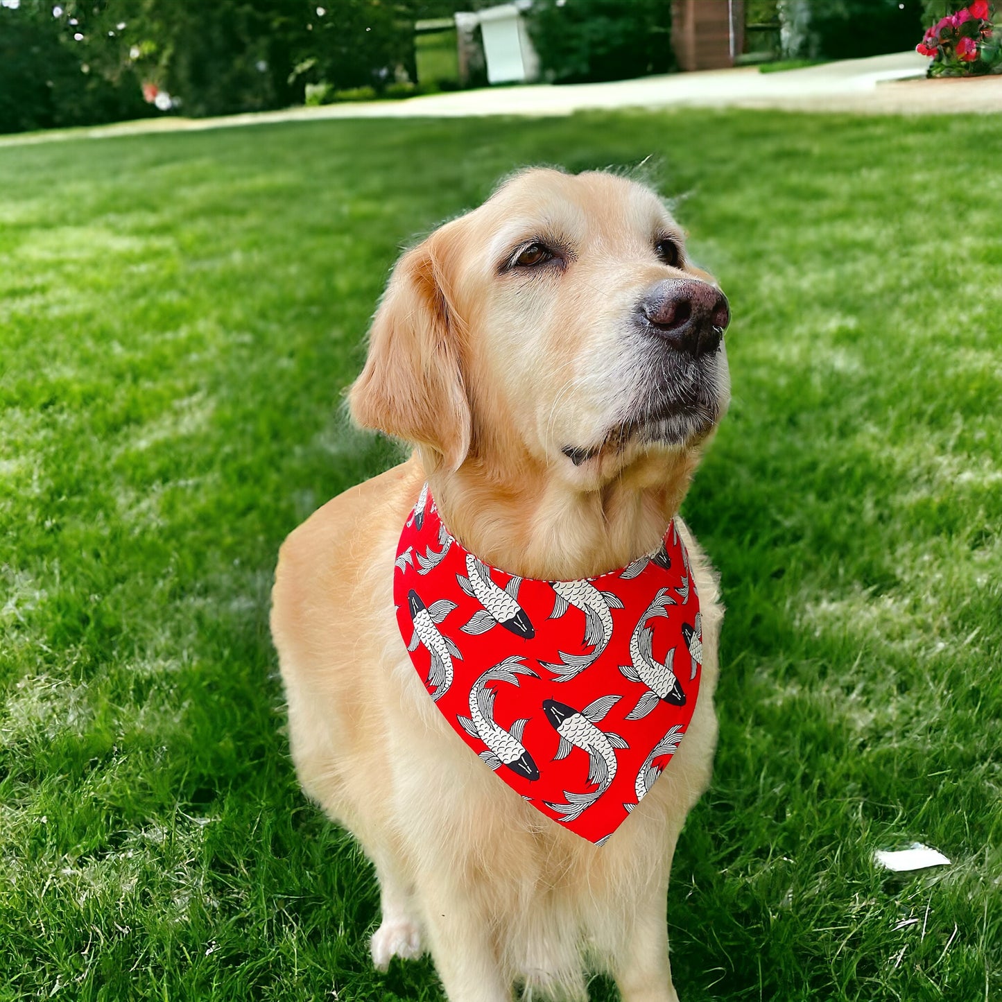 Koi Fish Bandana
