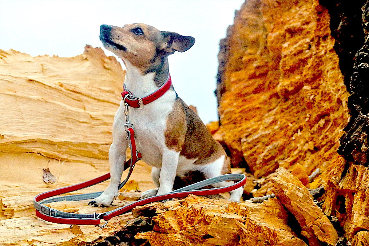 Firenze Leash - Carnelian / Stone