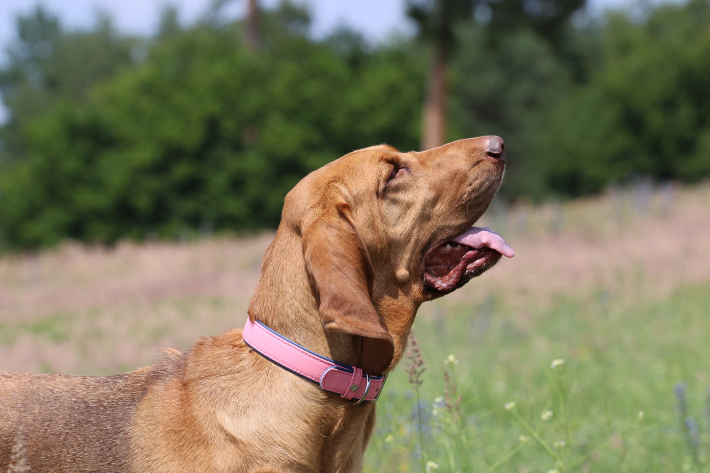 Firenze Collar- Candy / Sapphire
