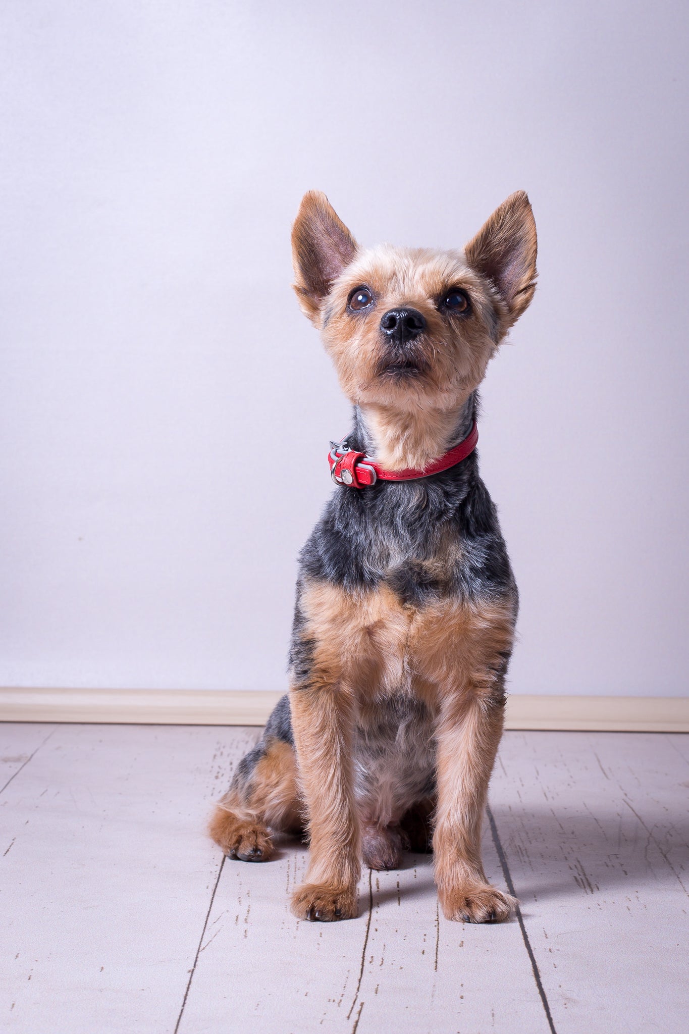 Firenze Collar - Carnelian / Stone