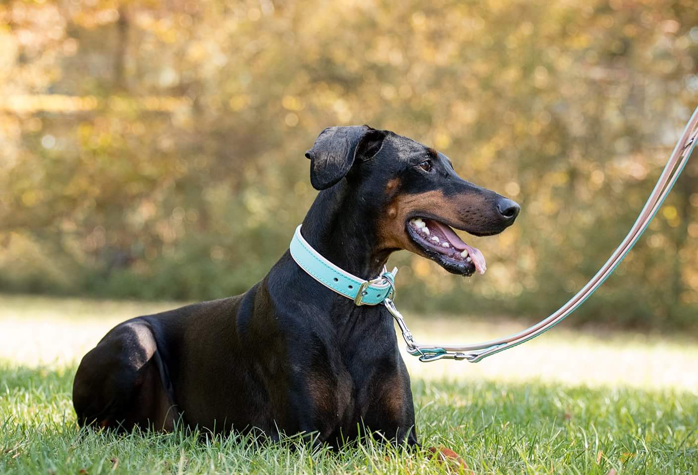 Firenze Leash - Electric Blue / Nude