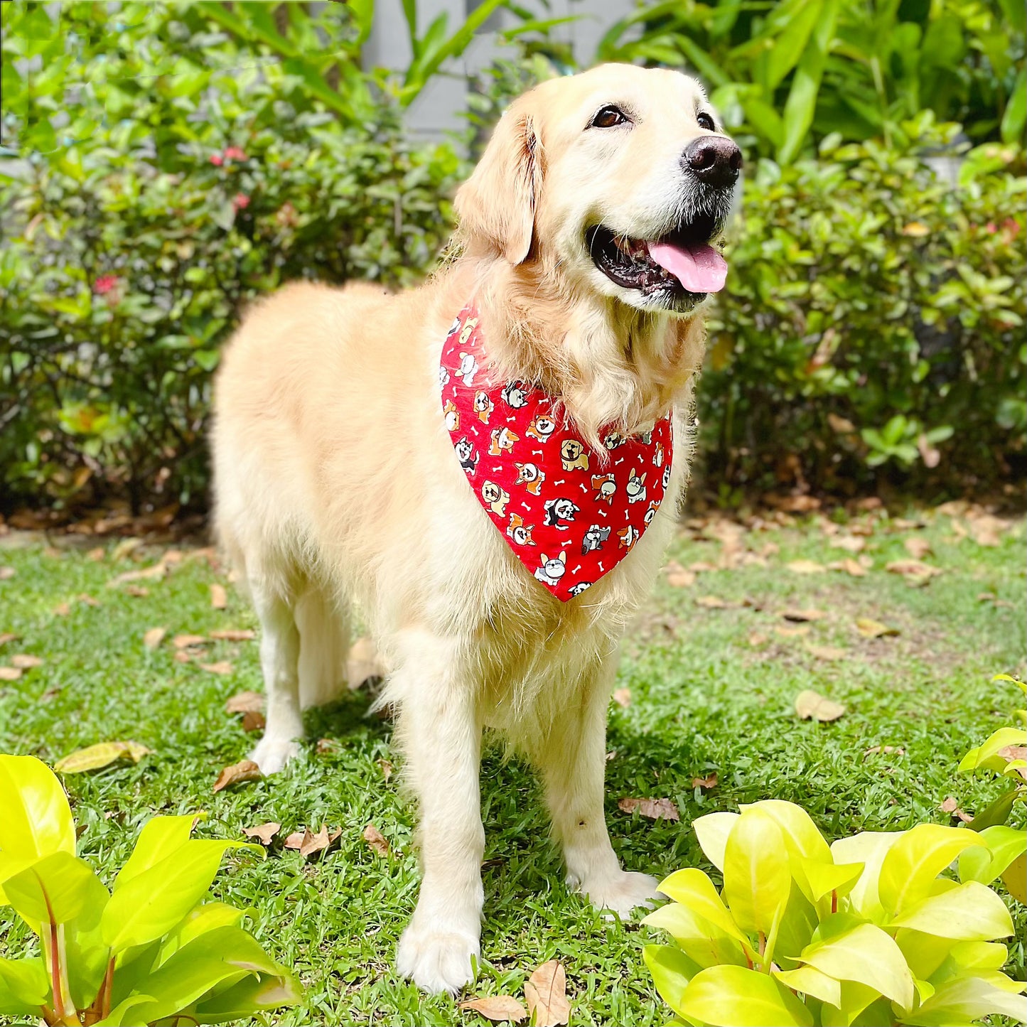 Puppies Bandana - Red