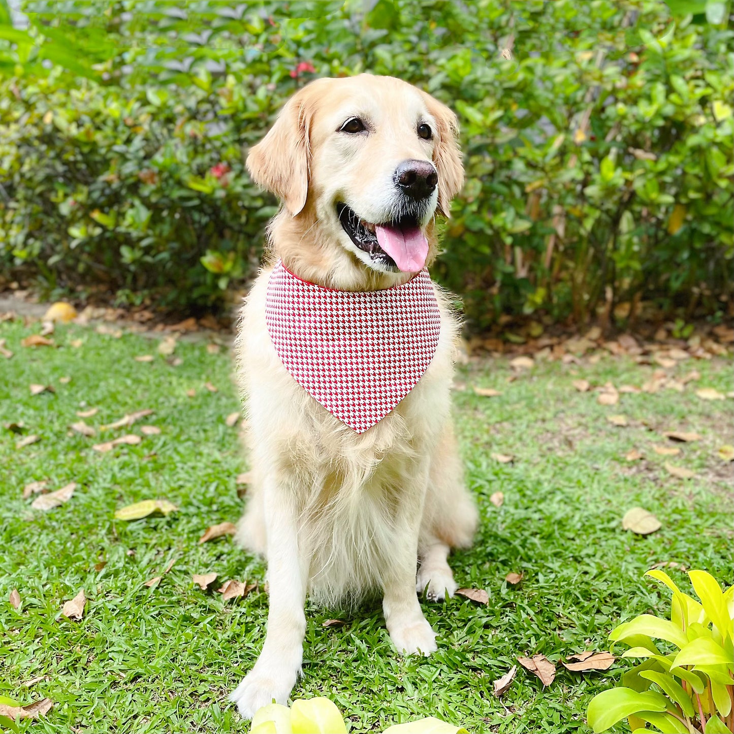 Puppies Bandana - Red