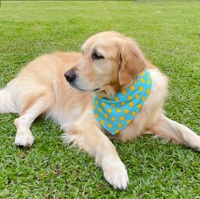 Rainbow Bandana