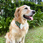 Batik Button Collar - Green