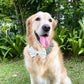 Batik Button Collar - Green