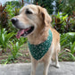 Snowflake Bandana - Red & Green