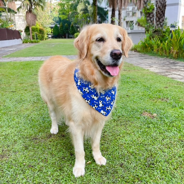 Bull Terrier Bandana - Blue
