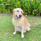 Bull Terrier Bandana - Blue