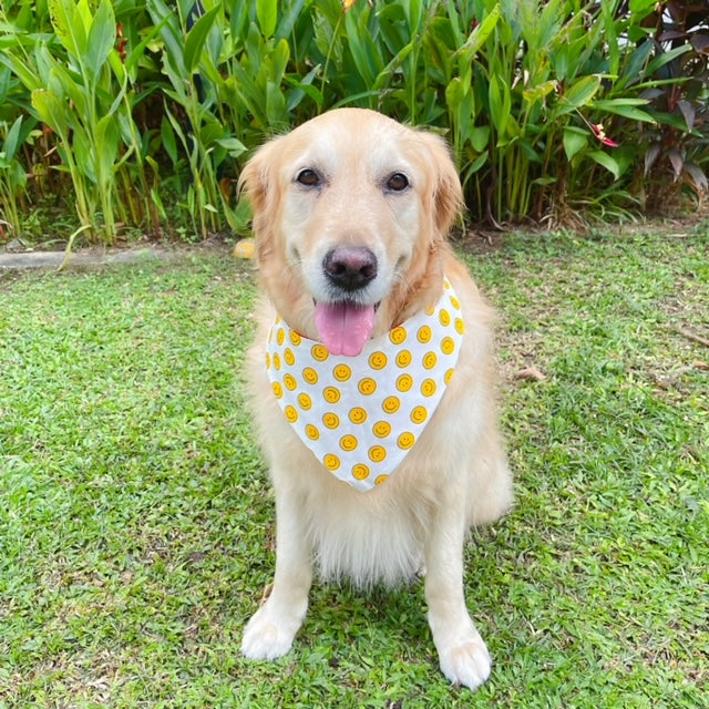 Bull Terrier Bandana - Blue