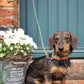 Firenze Leash - Orange / Forest