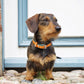 Firenze Collar - Orange / Forest