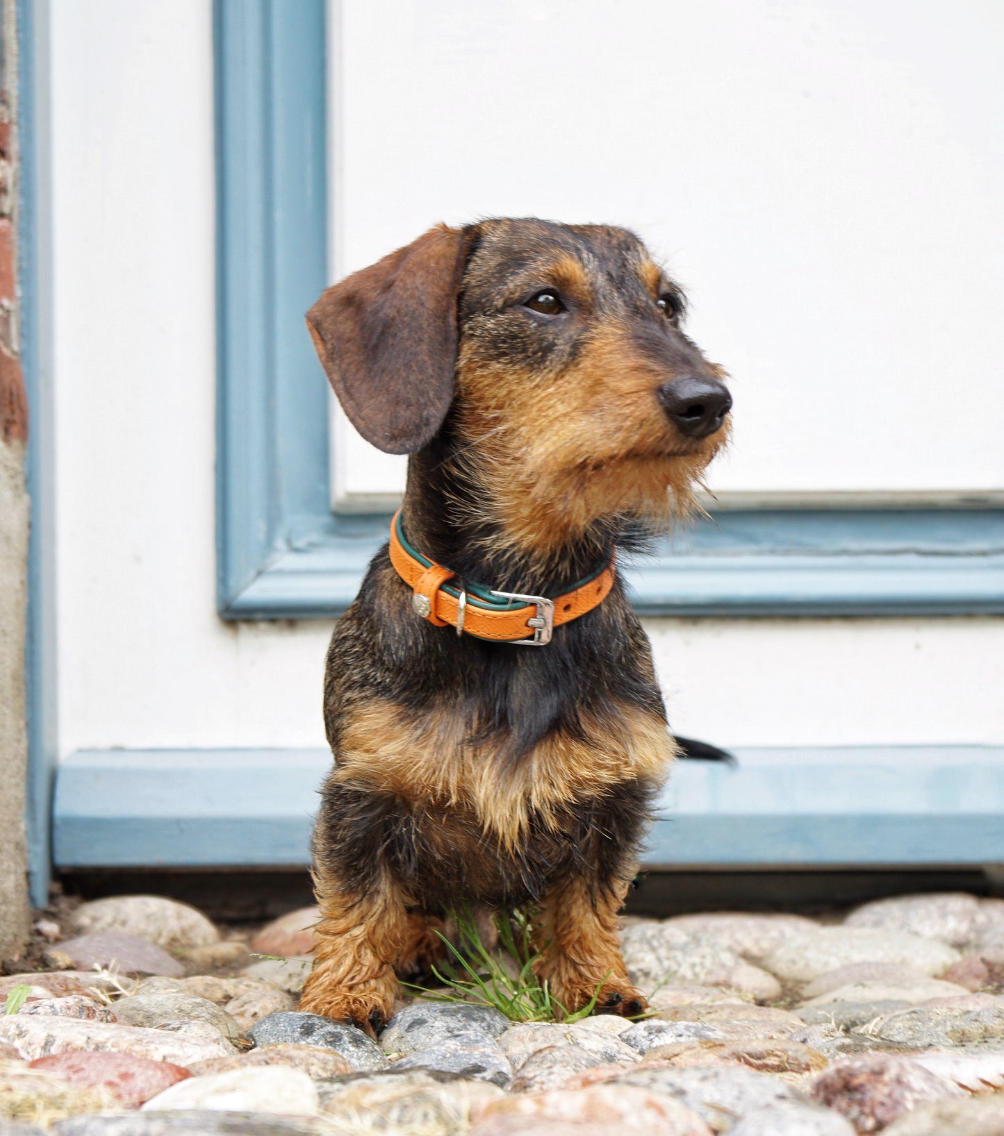 Firenze Collar - Orange / Forest